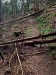 Path blocked by trees